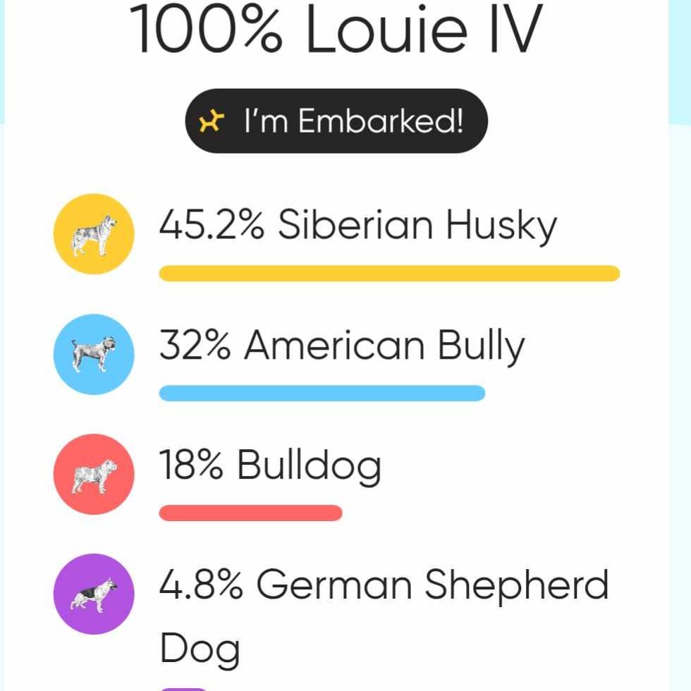 Enlarge Louie IV, a Adoptable mixed breed in Tulsa, OK image 1/5