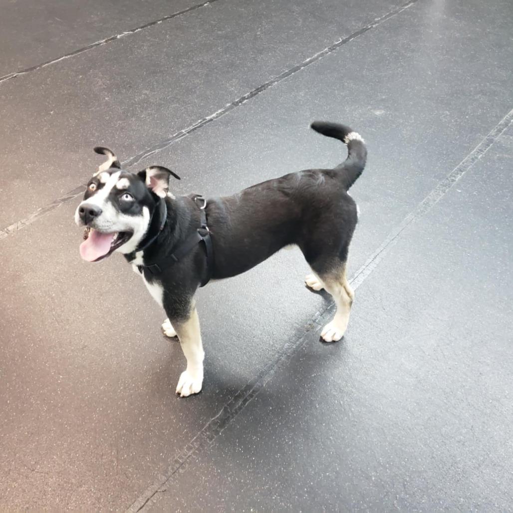 Enlarge Louie IV, a Adoptable mixed breed in Tulsa, OK image 2/5