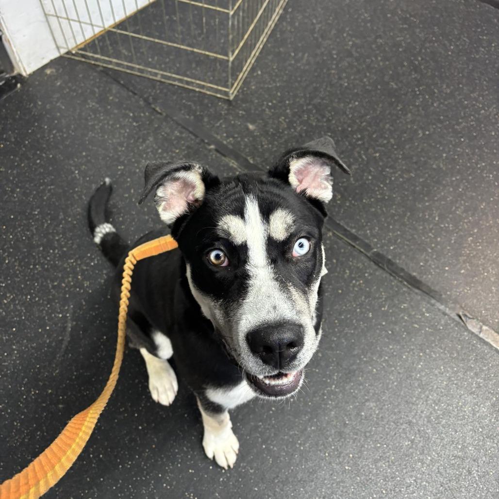Enlarge Louie IV, a Adoptable mixed breed in Tulsa, OK image 3/5