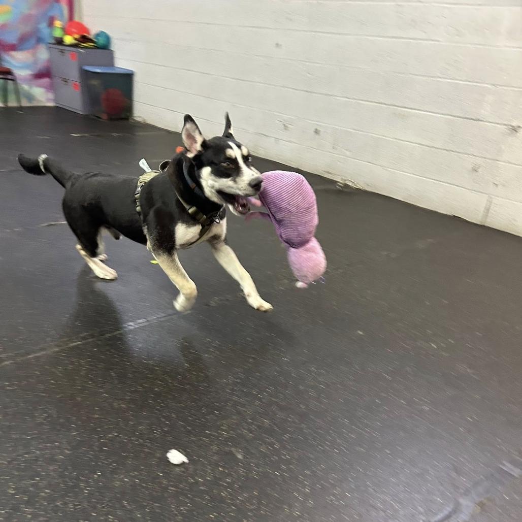 Enlarge Louie IV, a Adoptable mixed breed in Tulsa, OK image 4/5