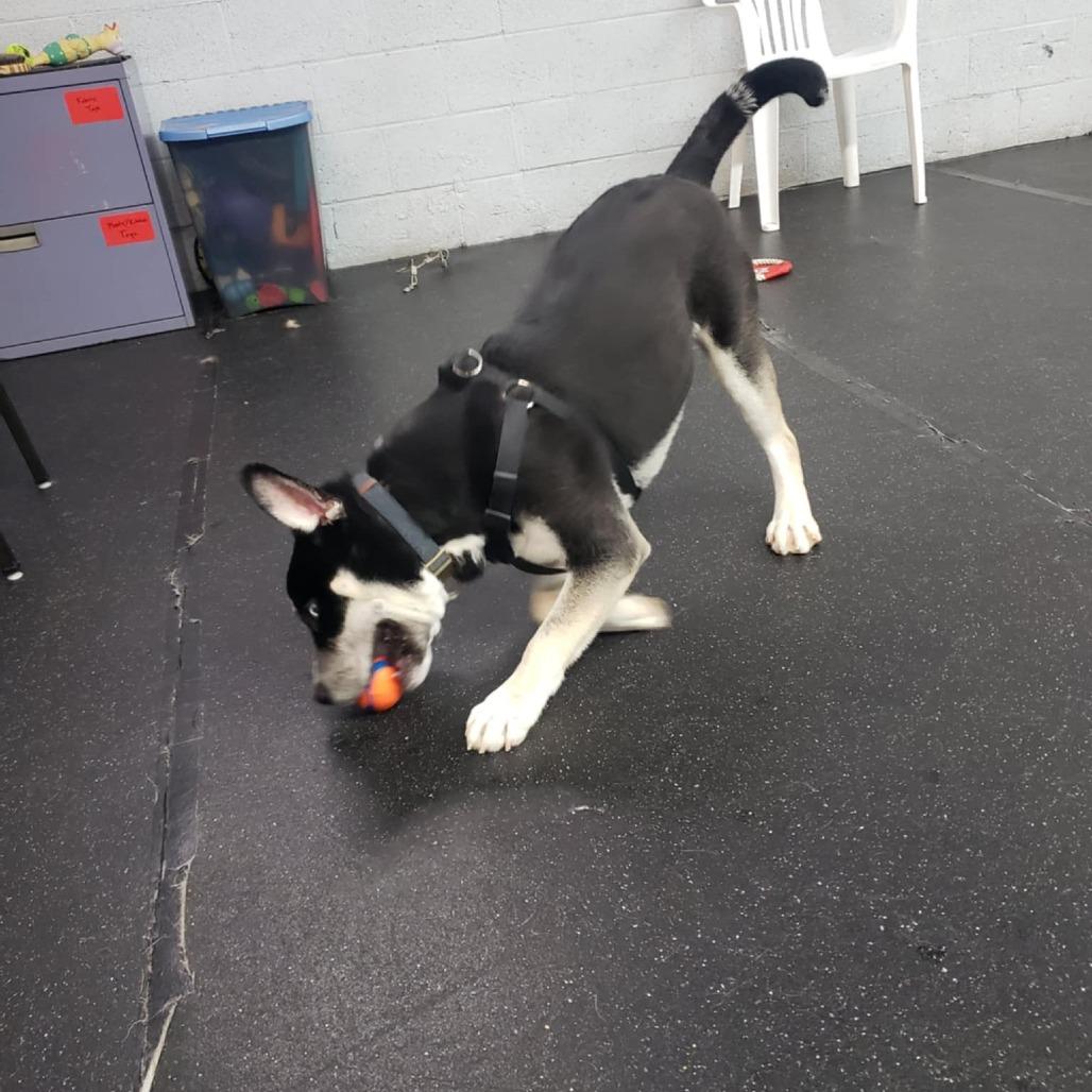 Enlarge Louie IV, a Adoptable mixed breed in Tulsa, OK image 5/5