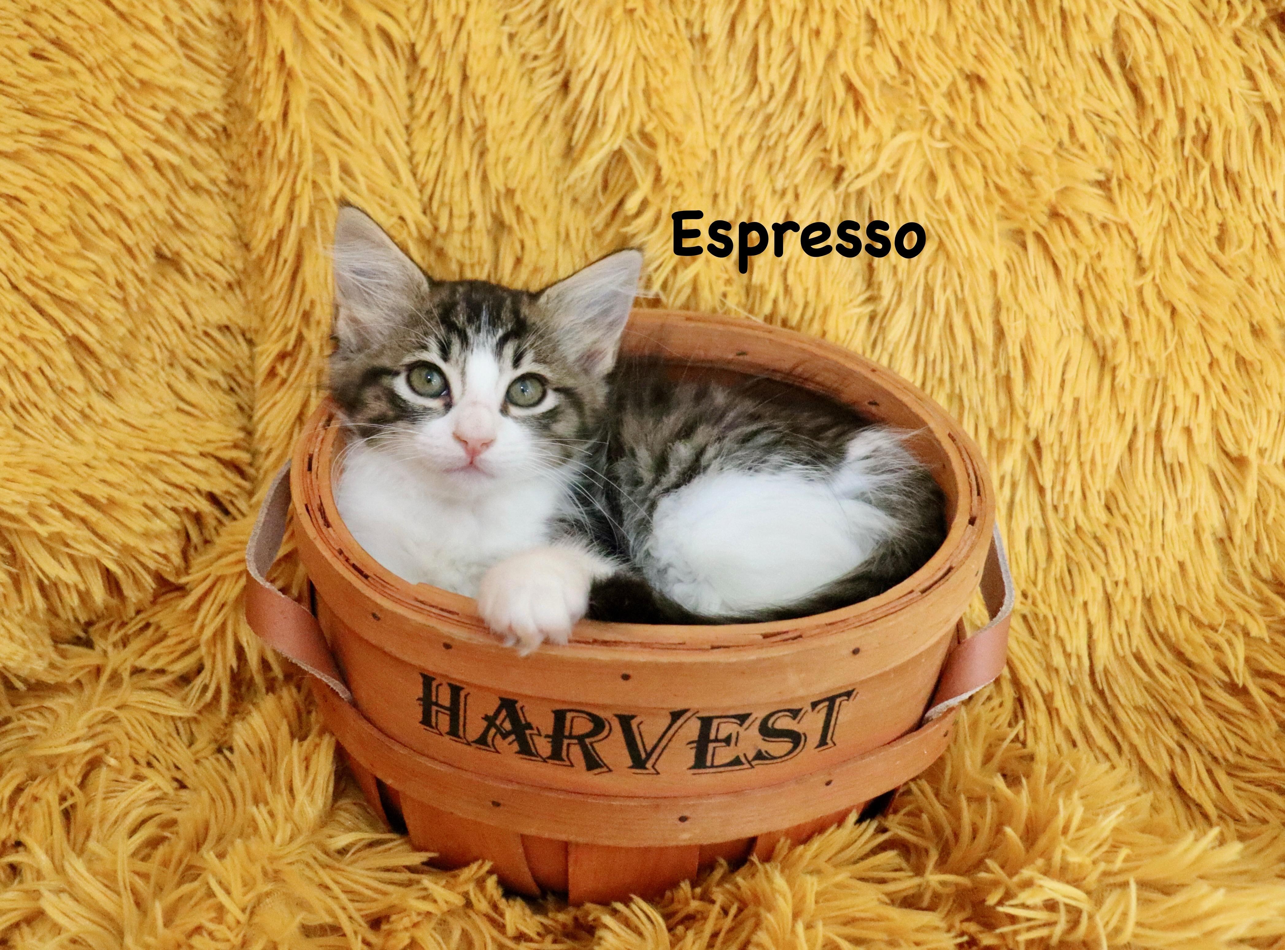Espresso