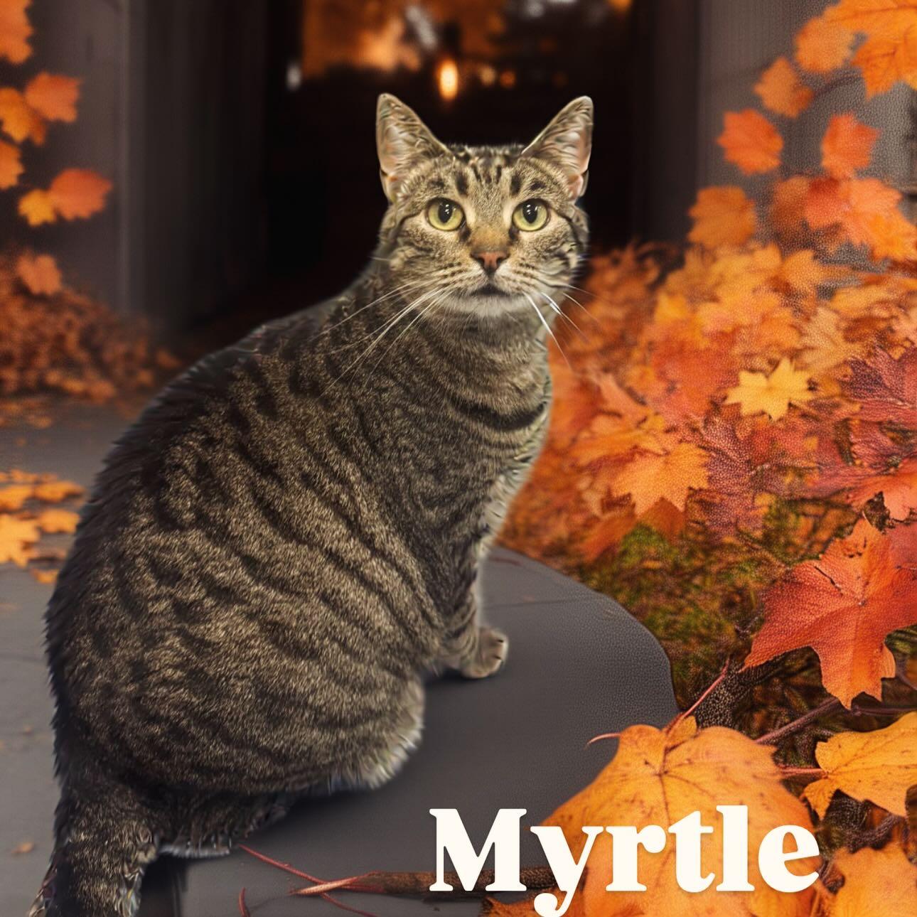 Enlarge Myrtle Tag #647, a Adoptable Domestic Short Hair in Central Islip, NY image 1/1