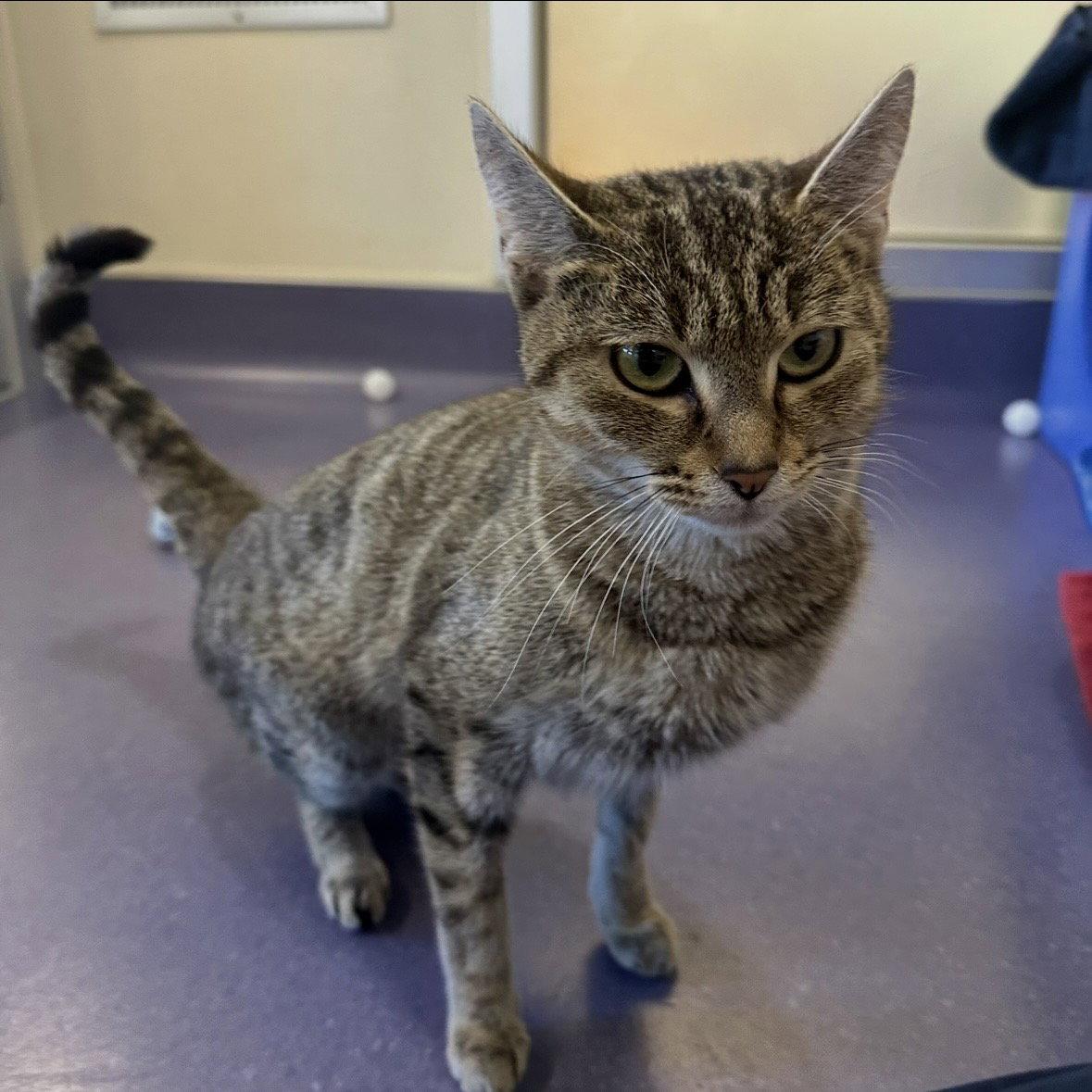 Enlarge Concha, a Adopted Domestic Short Hair in Burlingame, CA image 1/3
