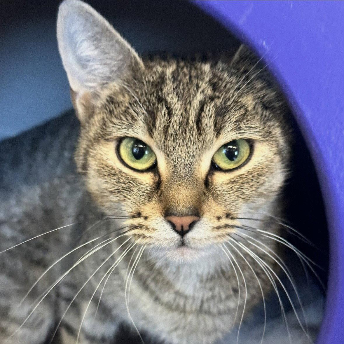 Enlarge Concha, a Adopted Domestic Short Hair in Burlingame, CA image 2/3