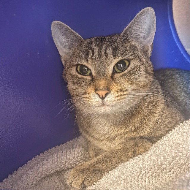 Enlarge Concha, a Adopted Domestic Short Hair in Burlingame, CA image 3/3