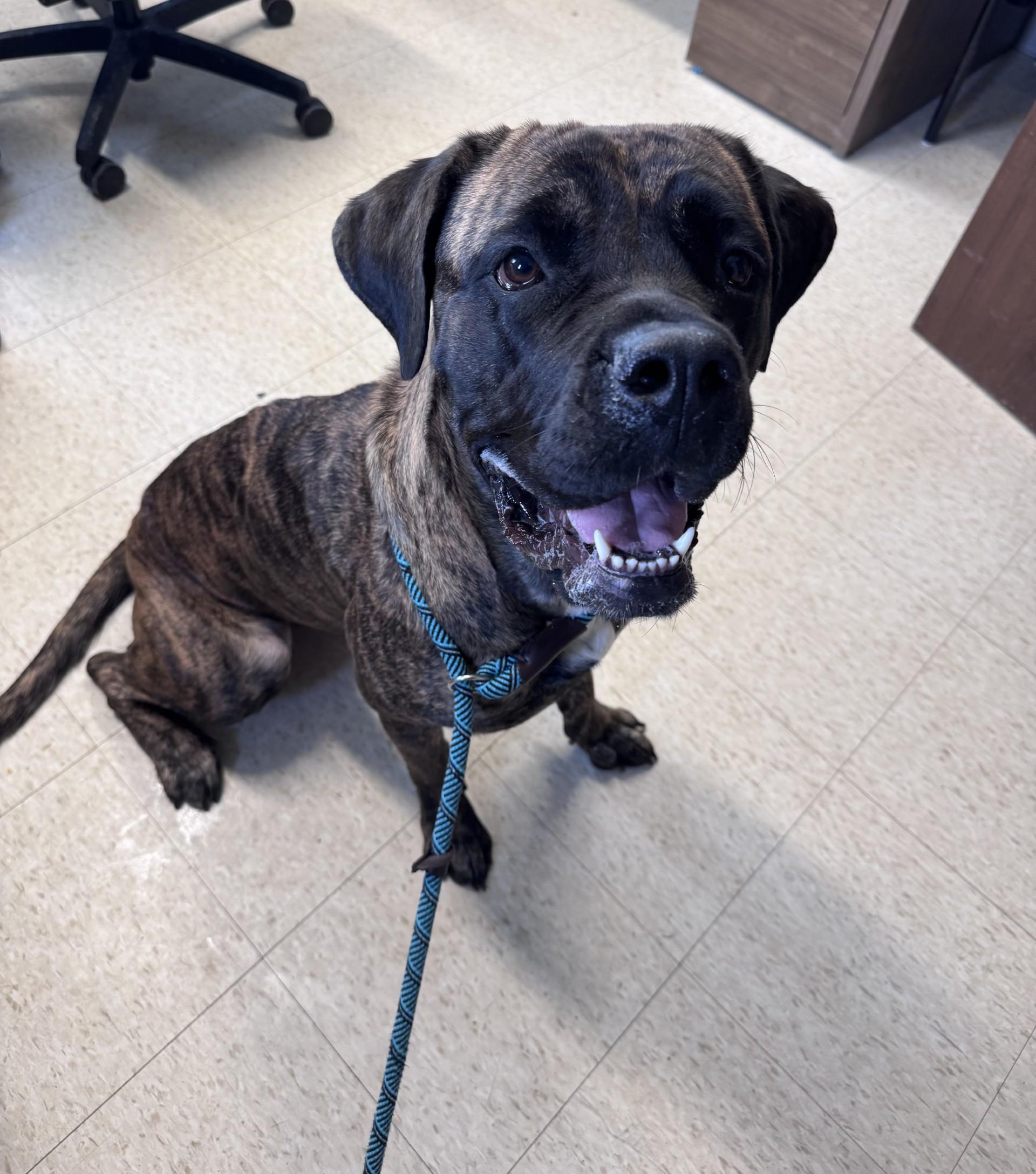 Enlarge Ocean, a ADOPTABLE mixed breed in Yorkville, IL image 1/1