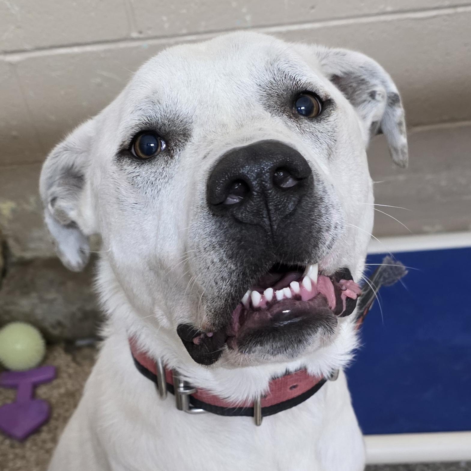 Enlarge Blizzard, a ADOPTABLE mixed breed in Hendersonville, TN image 2/2