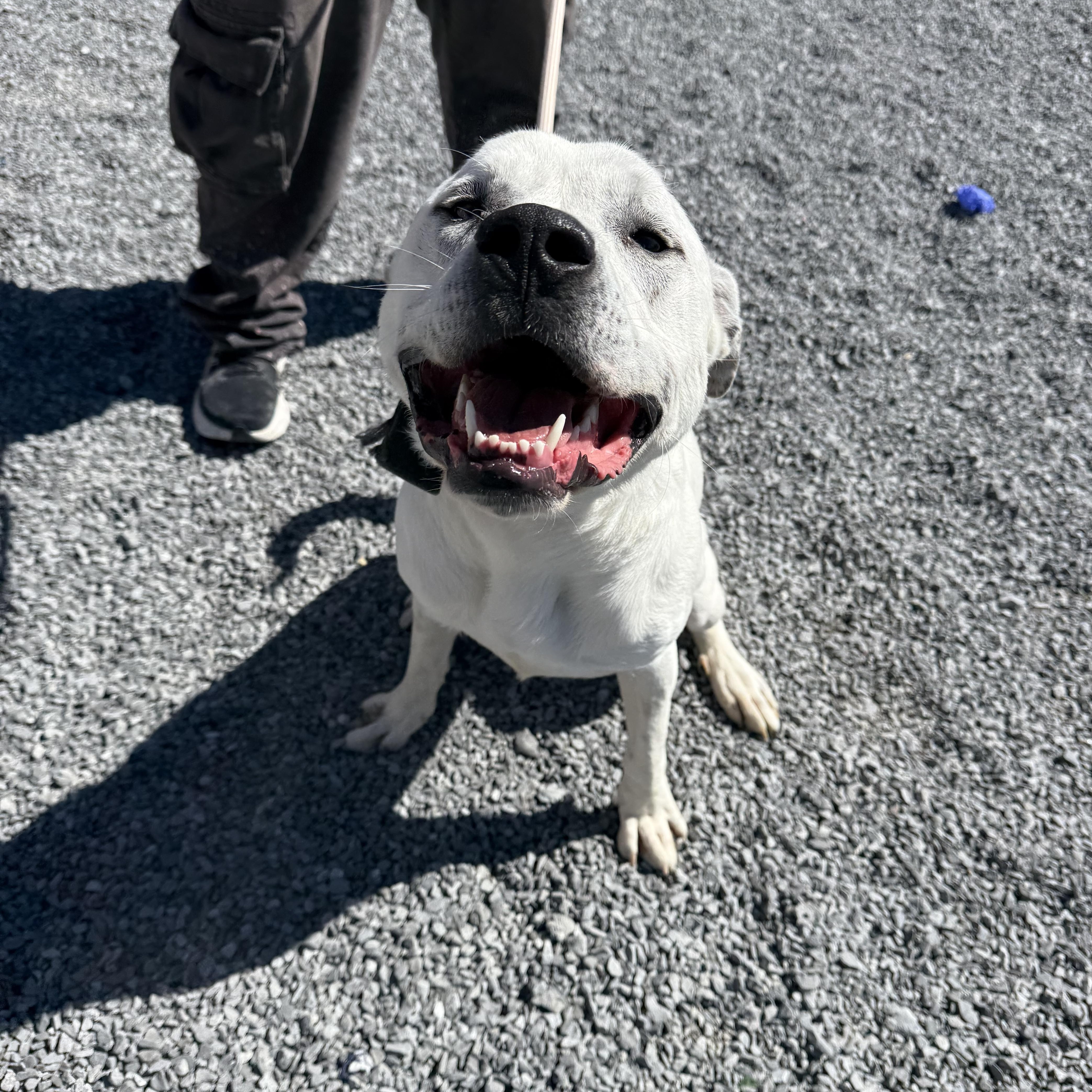 Enlarge Blizzard, a ADOPTABLE mixed breed in Hendersonville, TN image 1/2