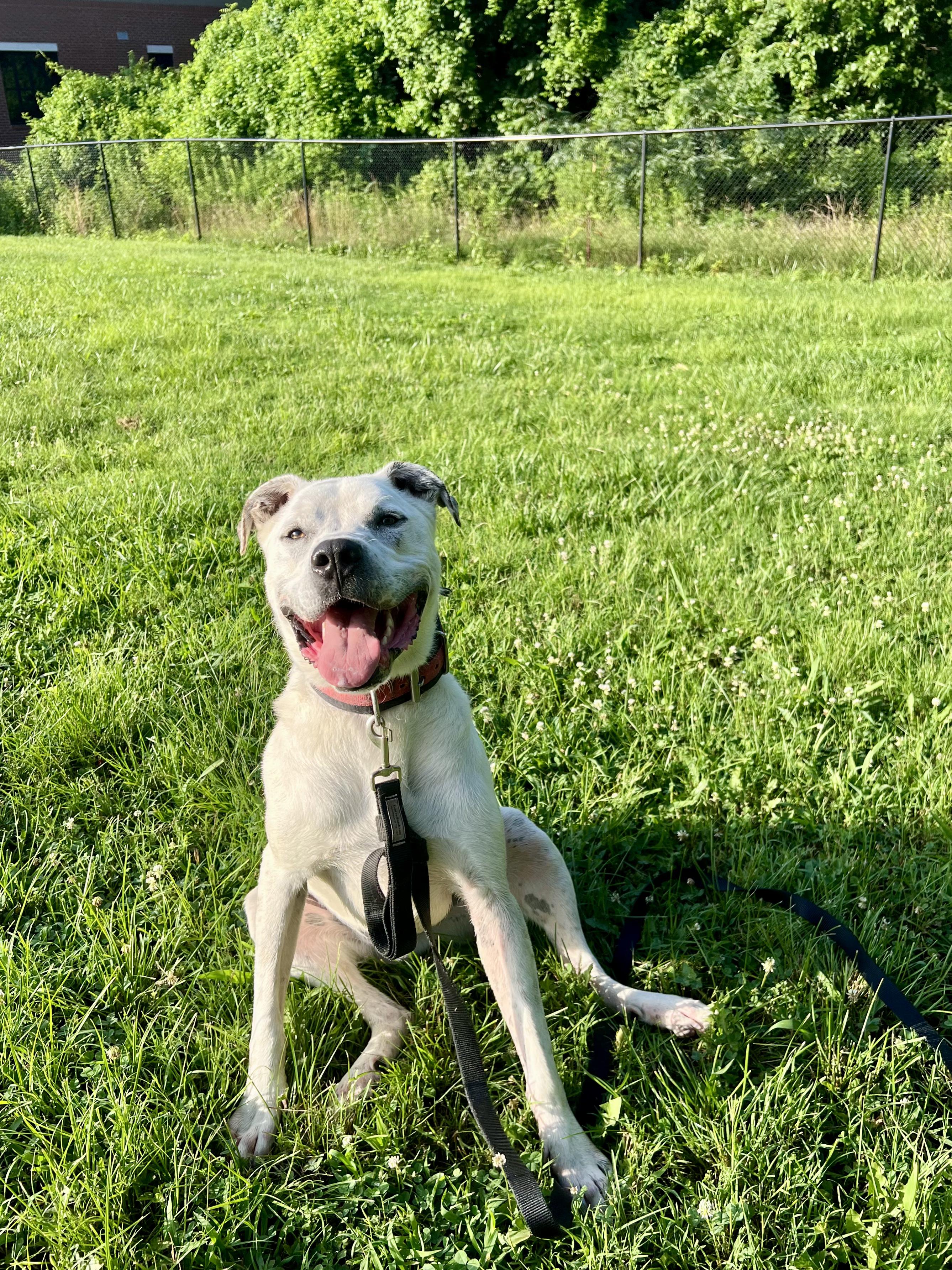 Enlarge Blizzard, a ADOPTABLE mixed breed in Hendersonville, TN image 1/1