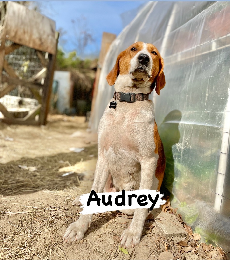 Audrey, a Adoptable Foxhound in Darlington, SC image 5/5