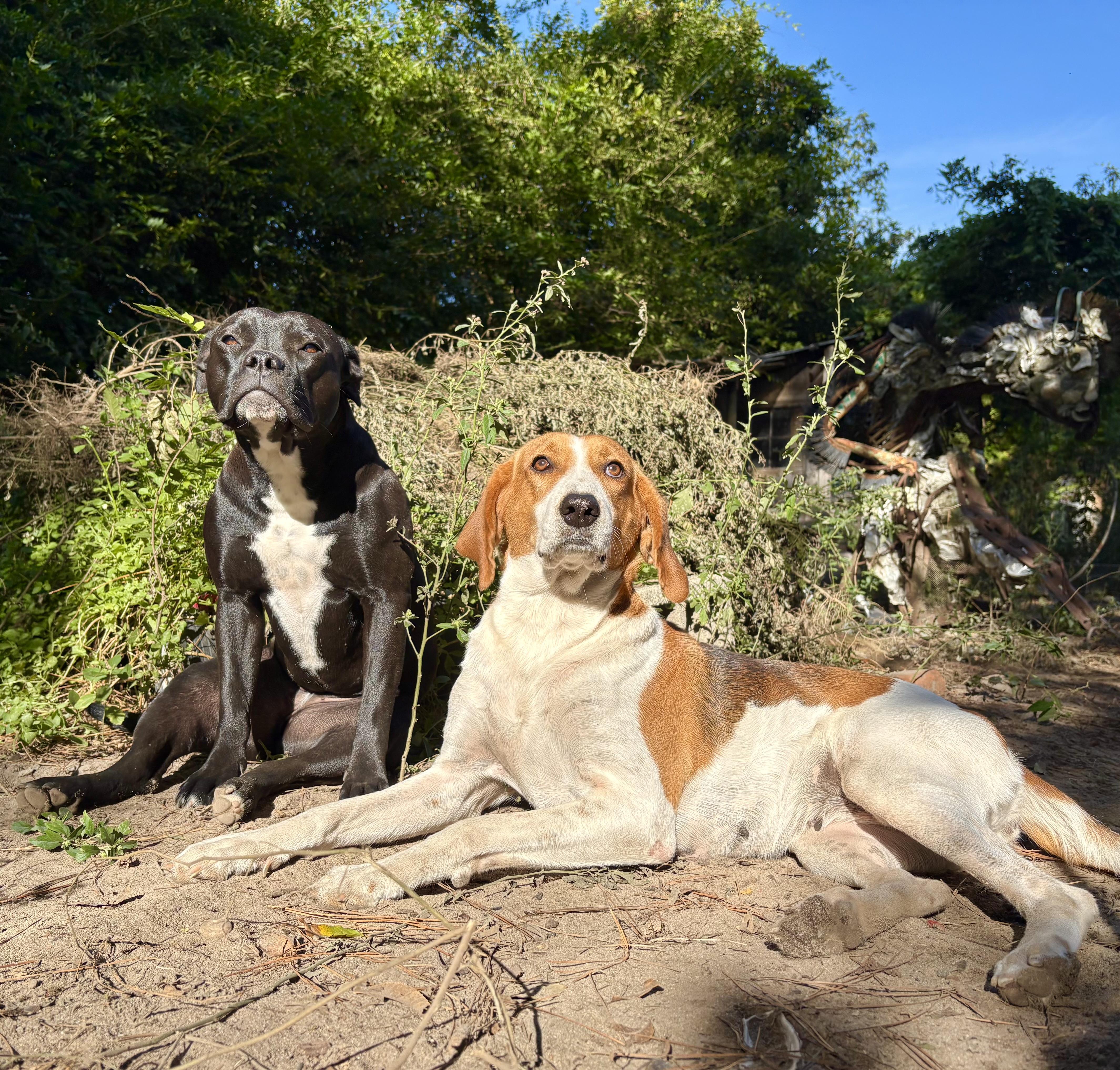 Audrey, a Adoptable Foxhound in Darlington, SC image 2/5