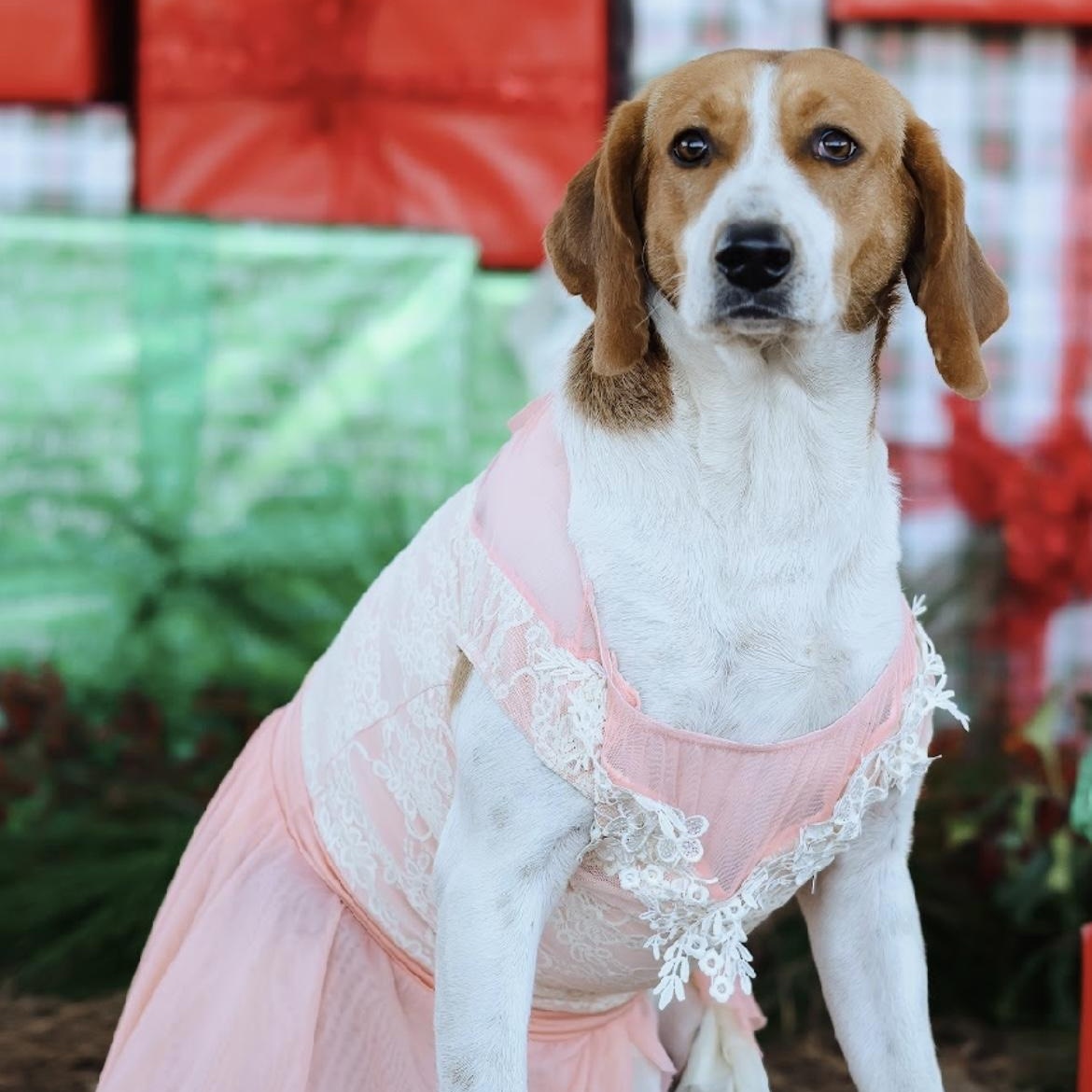 Audrey, Adoptable, Adult Female Foxhound.