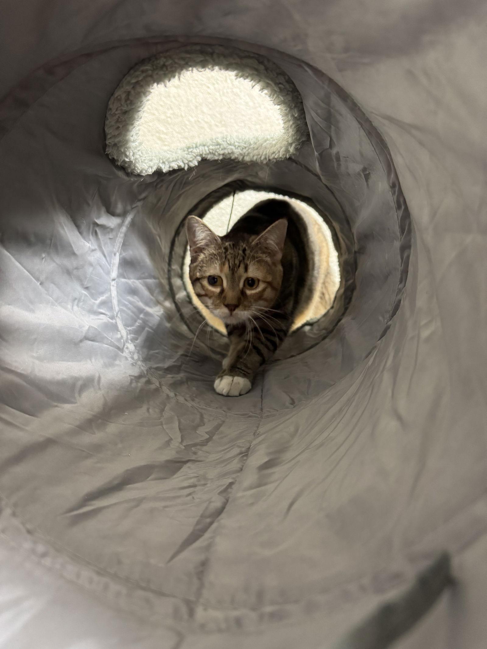 Flora, Adoptable, Young Female Domestic Short Hair.