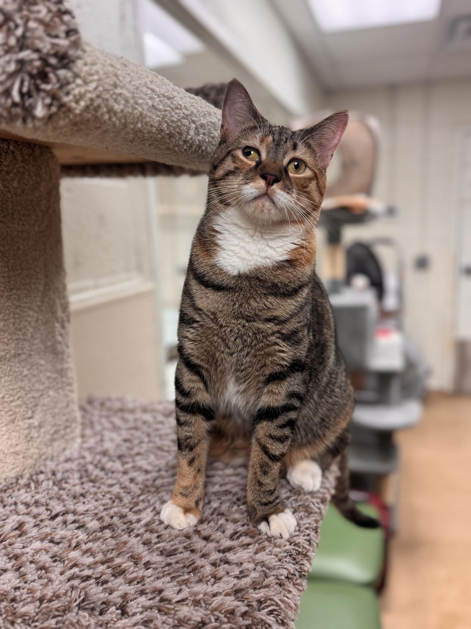 Enlarge Flora, a Adoptable Domestic Short Hair in Brick, NJ image 2/3