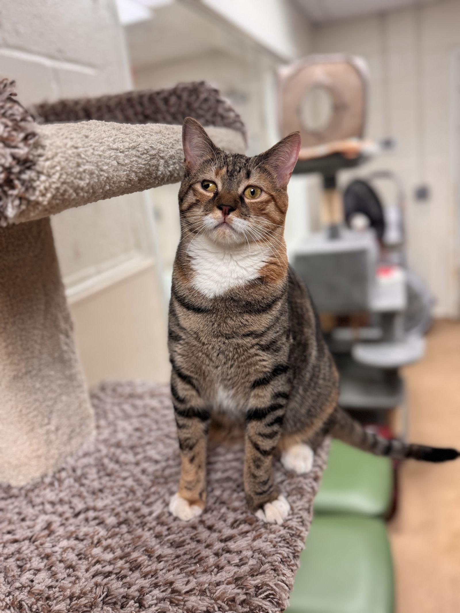 Enlarge Flora, a Adoptable Domestic Short Hair in Brick, NJ image 3/3