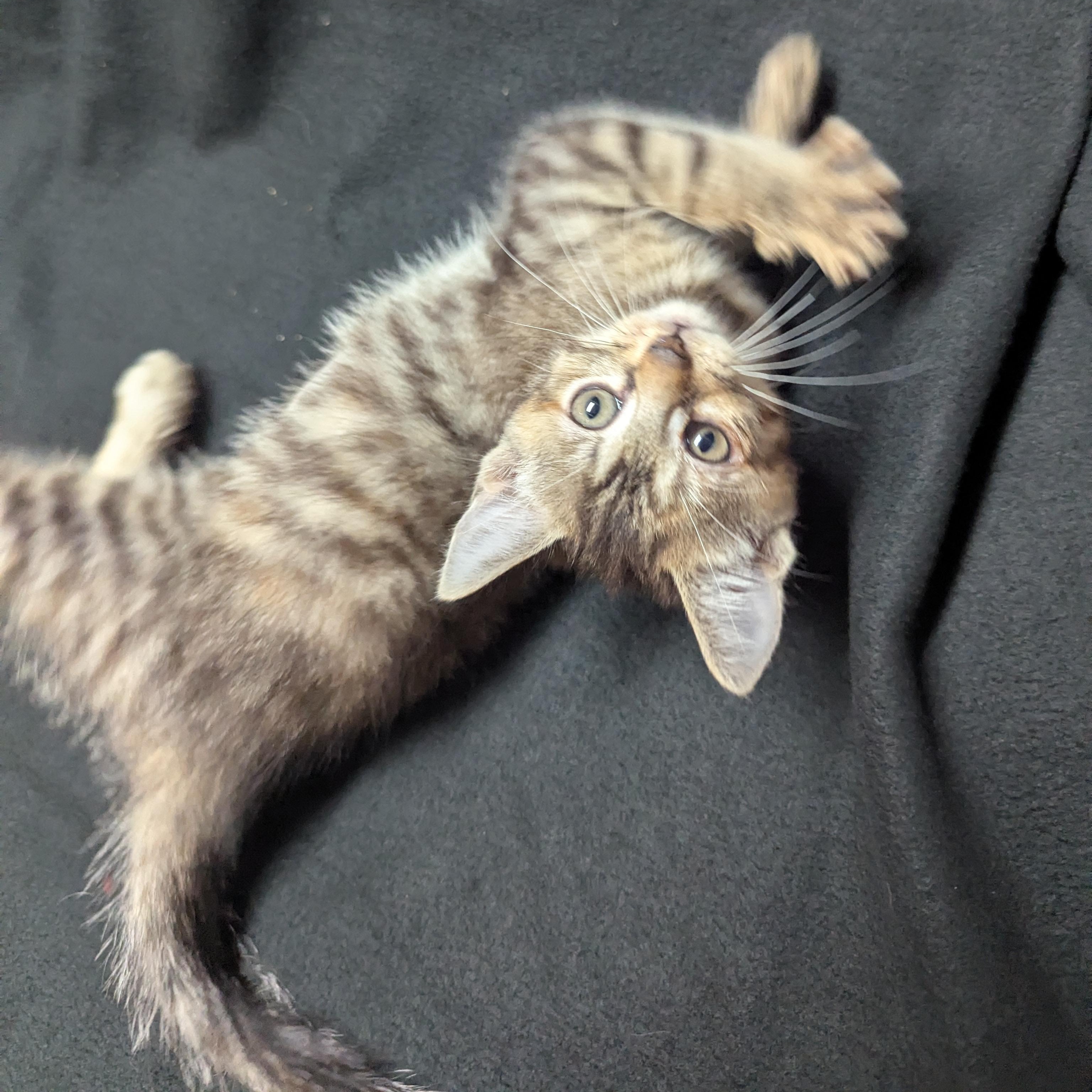 Enlarge Oogie Boogie - High Energy Female, a Adoptable Domestic Short Hair in Haddon Heights, NJ image 1/2