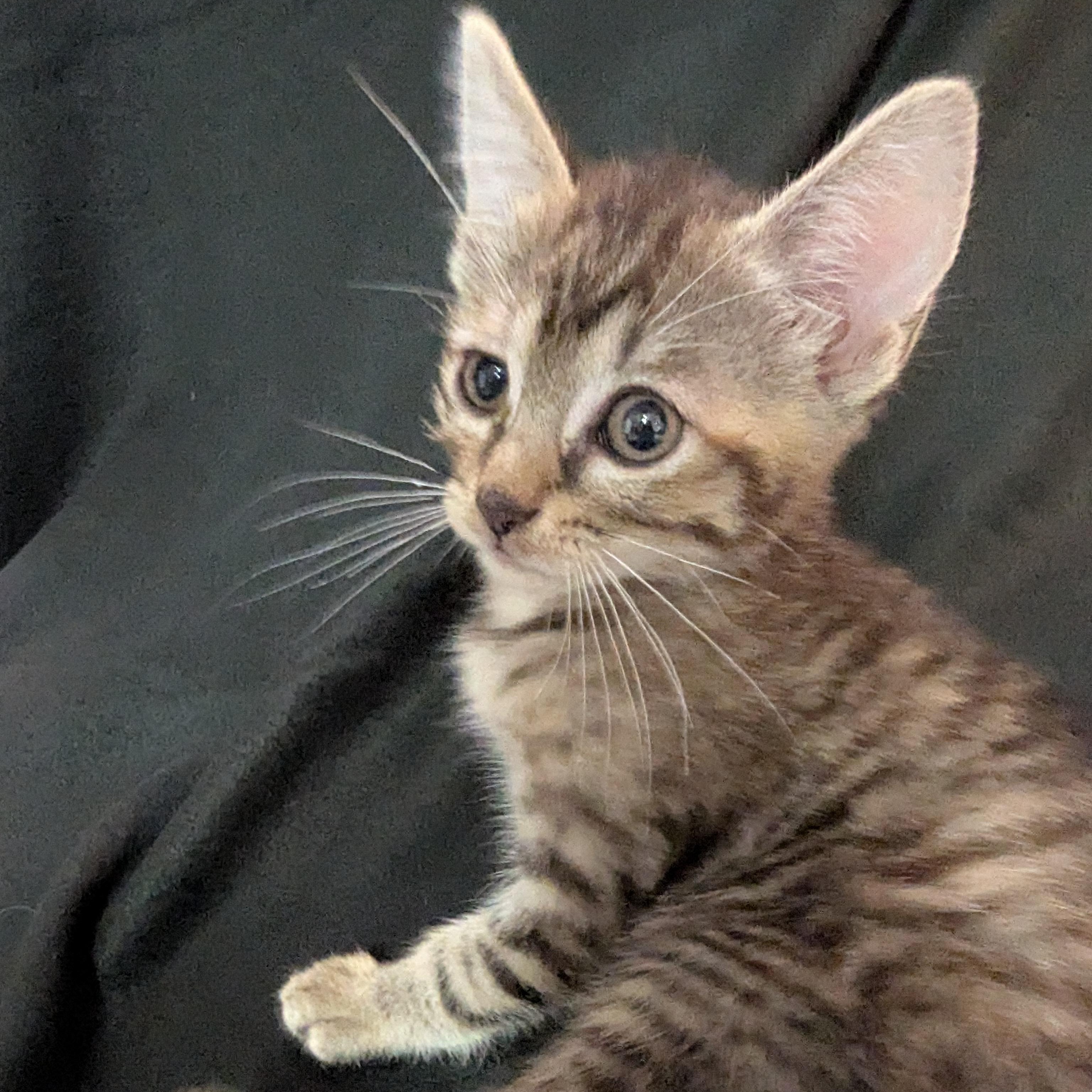 Enlarge Oogie Boogie - High Energy Female, a Adoptable Domestic Short Hair in Haddon Heights, NJ image 2/2