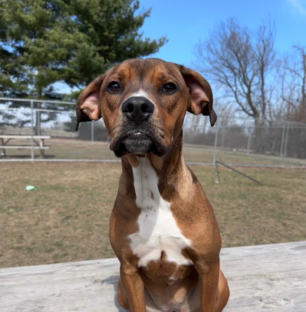 Enlarge Twix, a Adoptable Mixed Breed in Marion, OH image 4/6