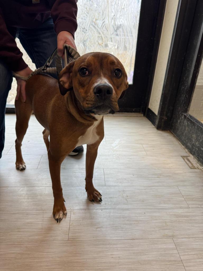 Enlarge Twix, a Adoptable Mixed Breed in Marion, OH image 5/6