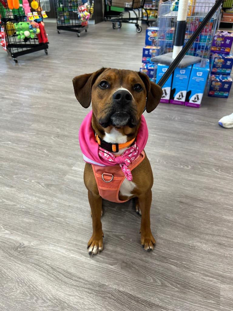 Enlarge Twix, a Adoptable Mixed Breed in Marion, OH image 6/6