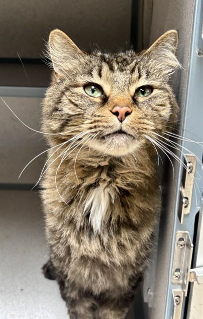 BABY BOY, Adoptable, Senior Male Domestic Short Hair.