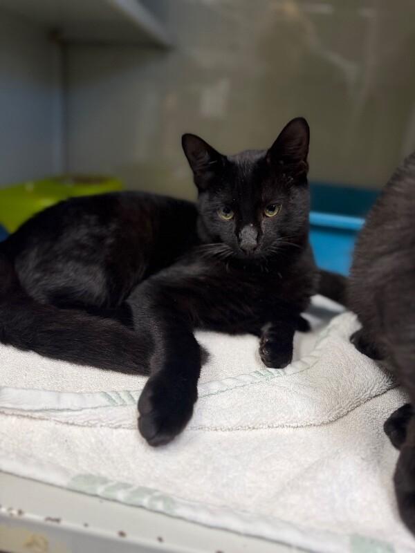 Enlarge Unknown, a Adoptable Domestic Short Hair in Burgaw, NC image 1/1