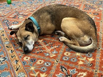 Sparkybox (Foster) — thumbnail 3