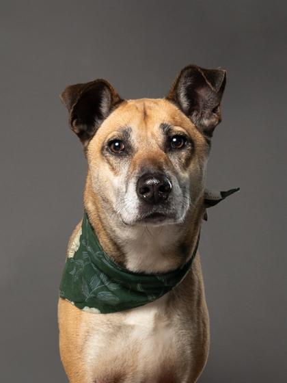 Sparkybox (Foster) — thumbnail 4