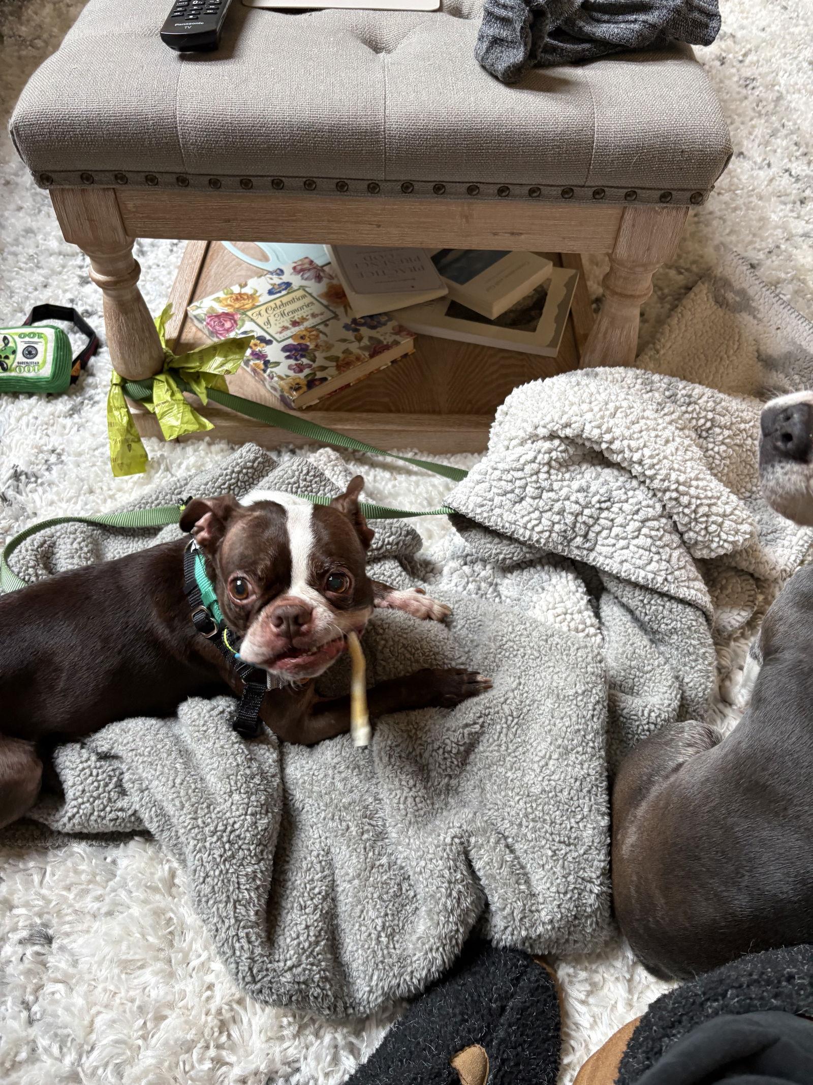 Enlarge Jellybean, a Adopted Boston Terrier in Davis, CA image 1/3