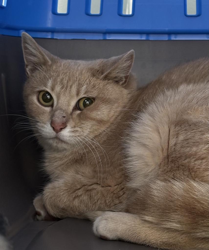 Sunday, Adoptable, Young Female Domestic Short Hair.