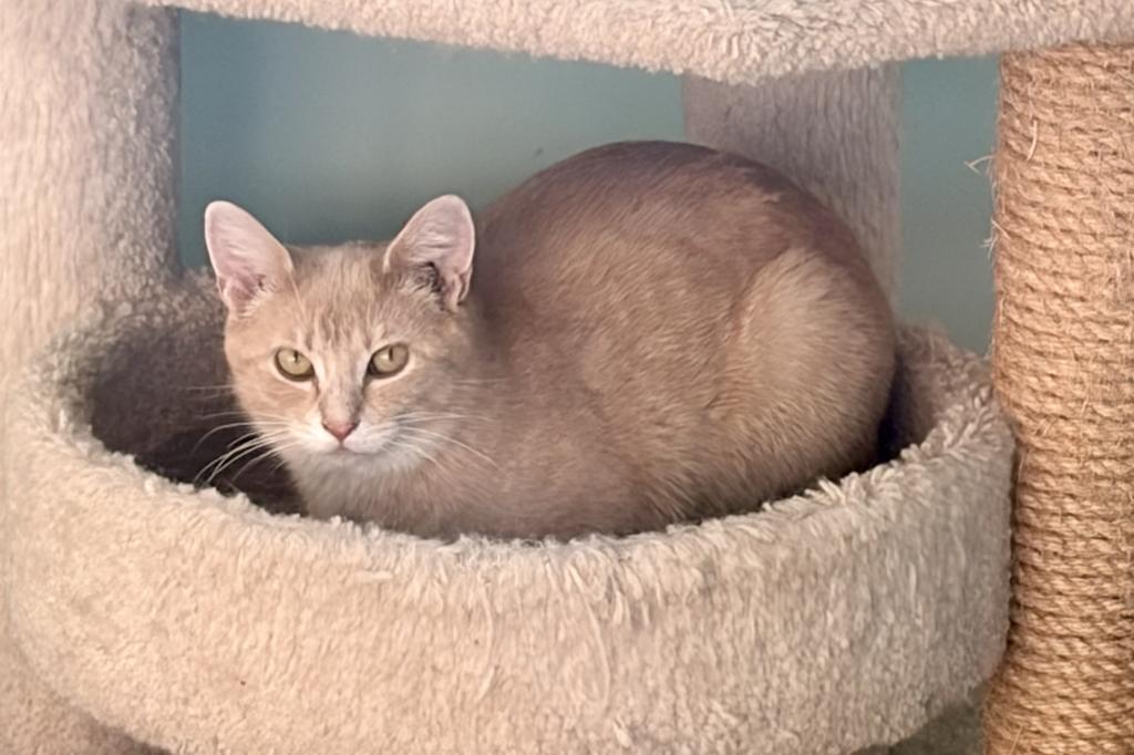 Sunday, a Adoptable mixed breed in Saint Paul, MN image 2/3