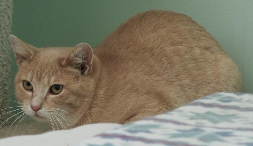 Sunday, a Adoptable mixed breed in Saint Paul, MN image 3/3