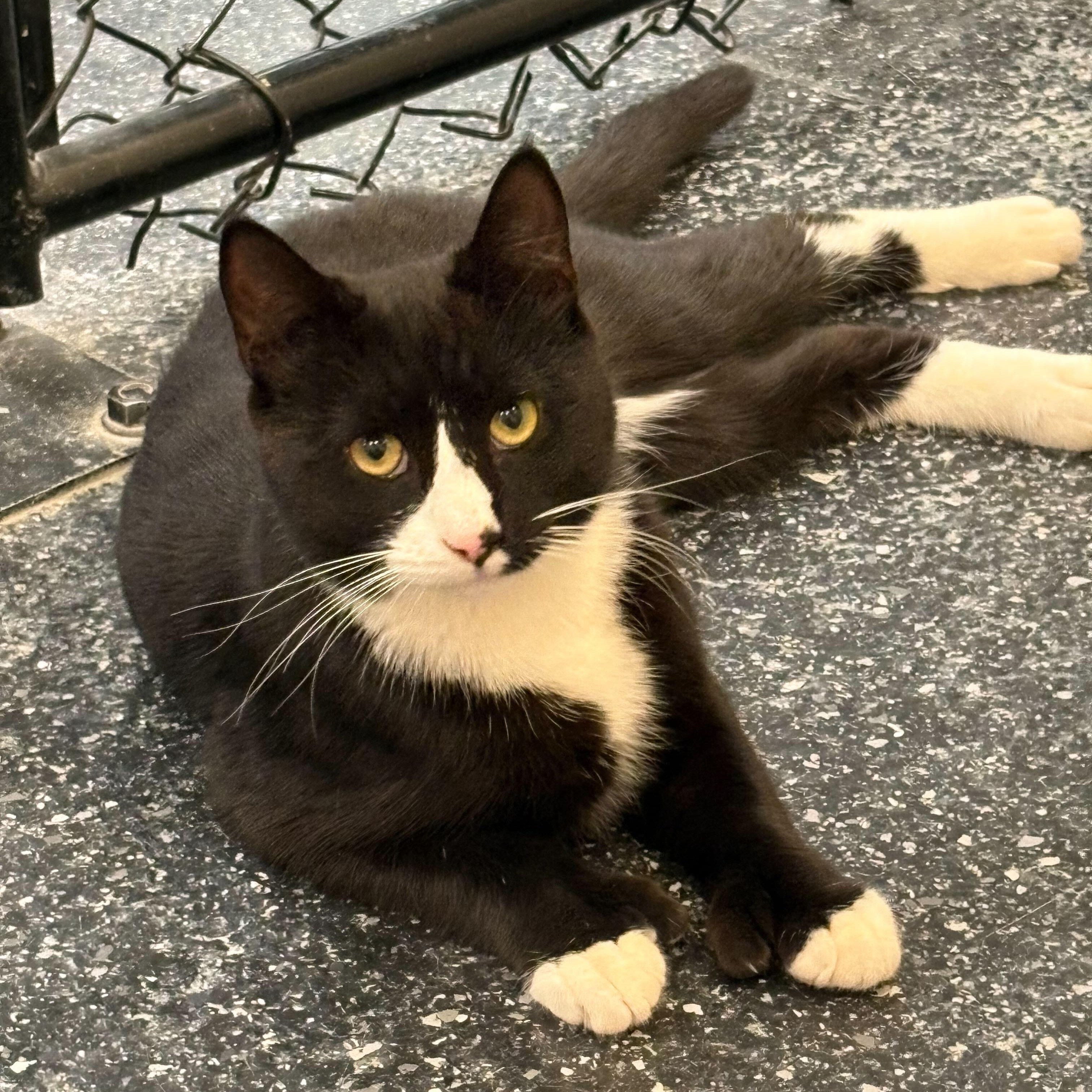 Enlarge Bayern, a ADOPTABLE Domestic Short Hair in Waltham, MA image 2/3