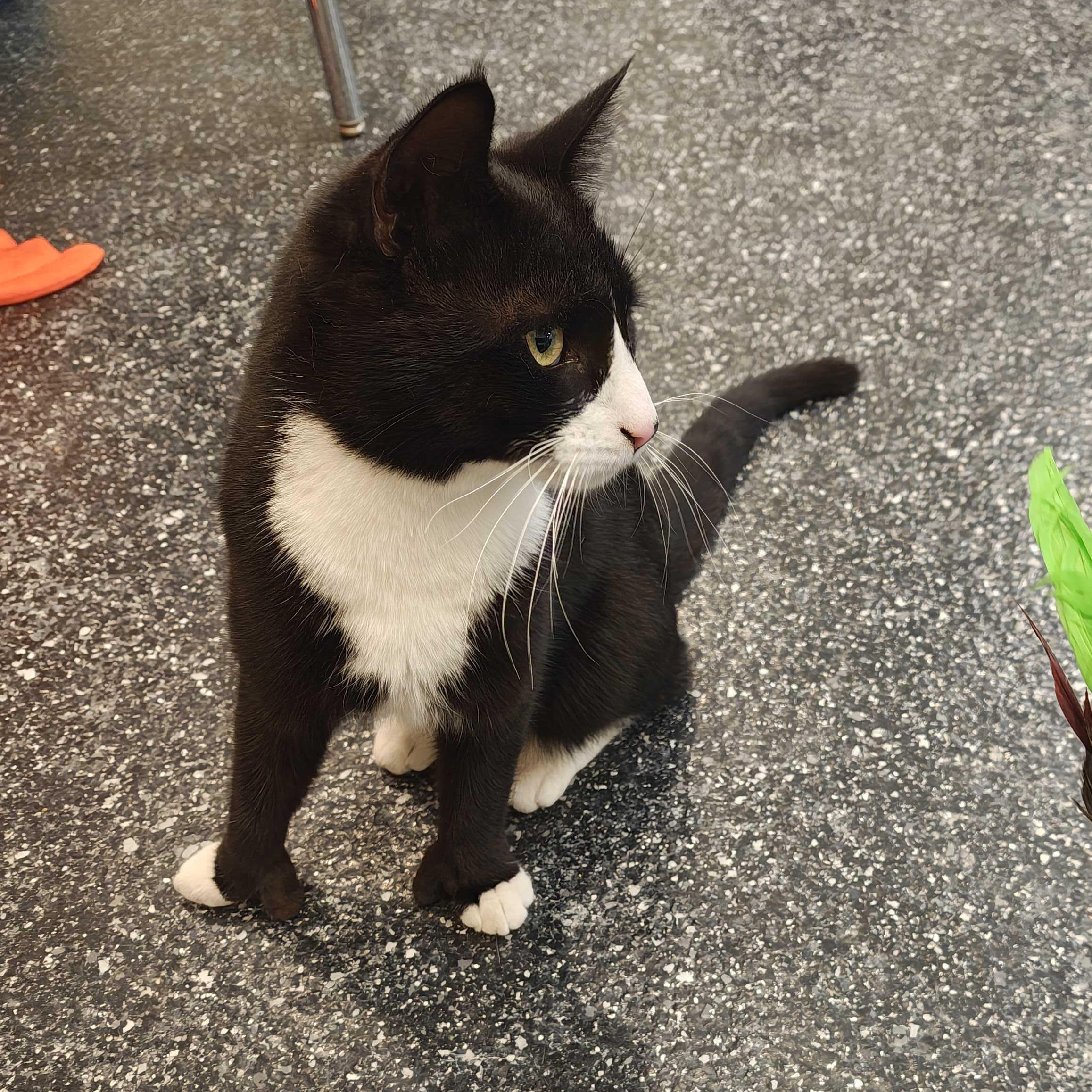 Enlarge Bayern, a ADOPTABLE Domestic Short Hair in Waltham, MA image 3/3