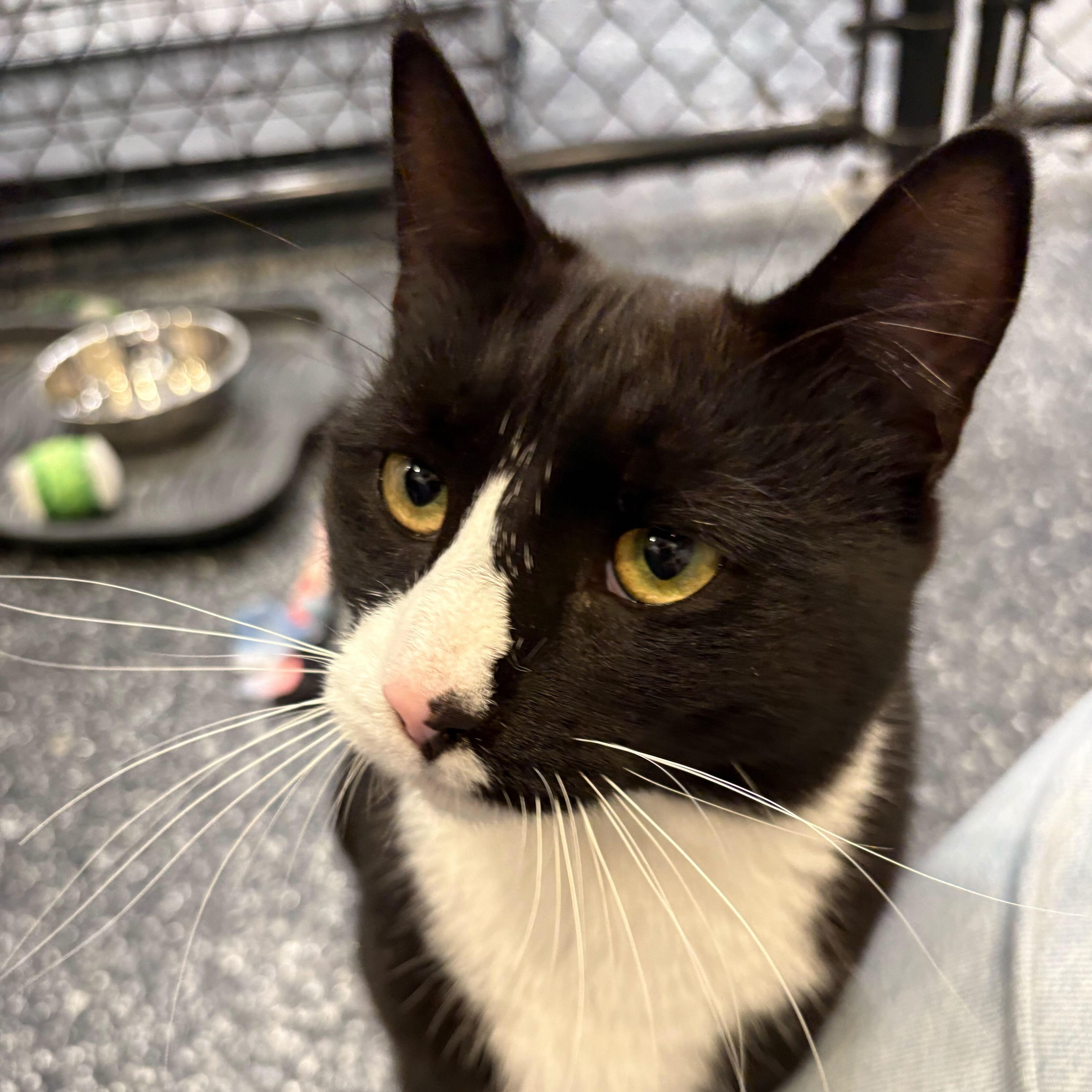 Bayern, ADOPTABLE, Young Male Domestic Short Hair.