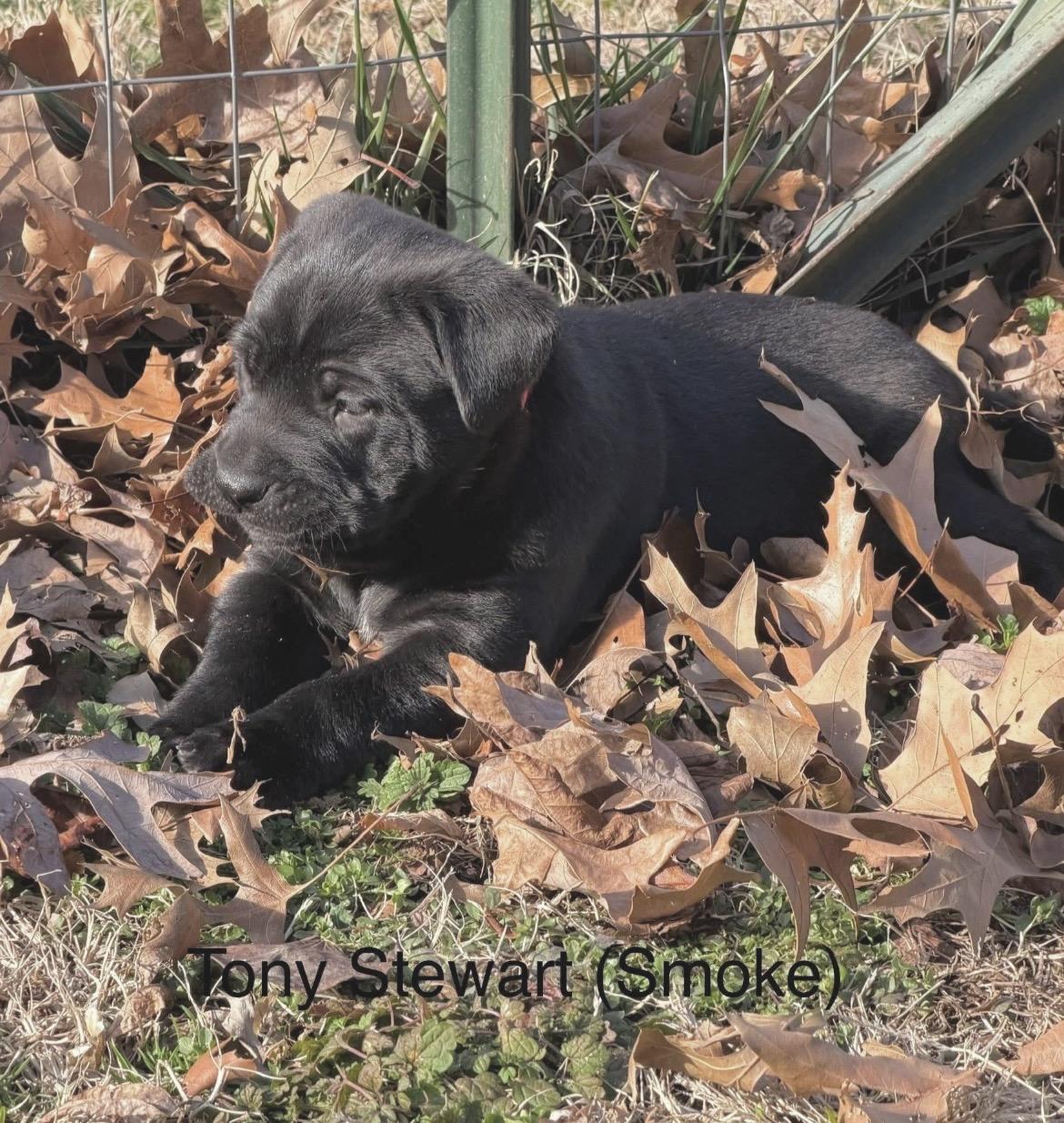Enlarge Tony Stewart aka Smoke , a Adoptable mixed breed in Millington, MD image 5/6