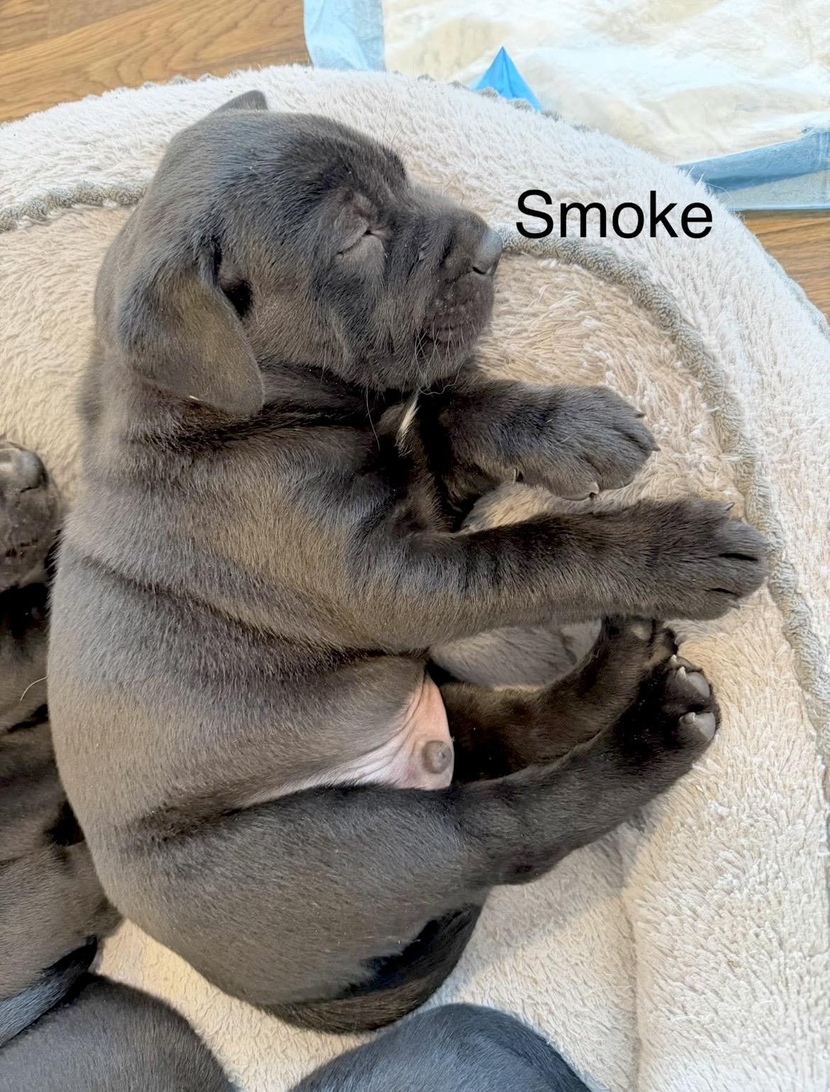 Enlarge Tony Stewart aka Smoke , a Adoptable mixed breed in Millington, MD image 2/6