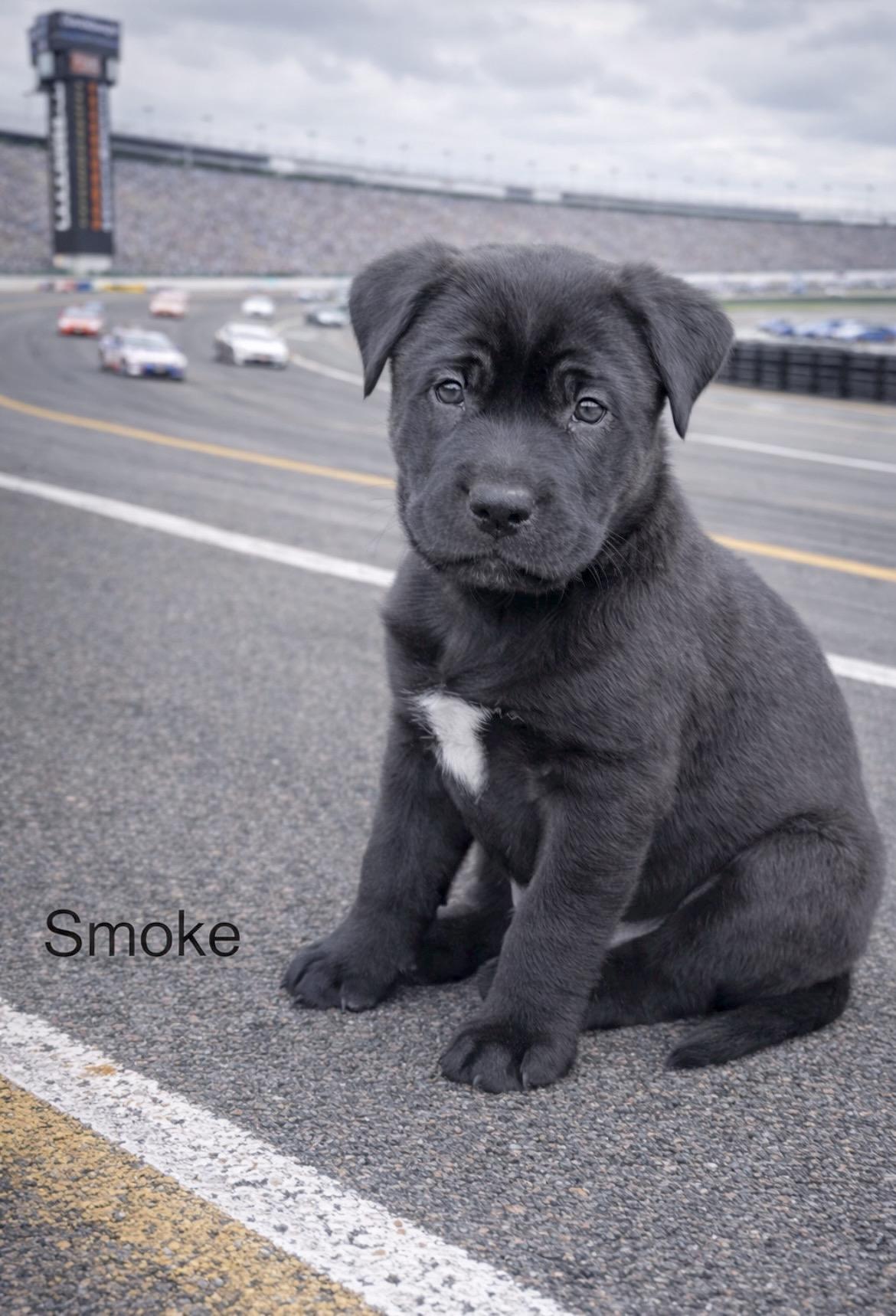 Enlarge Tony Stewart aka Smoke , a Adoptable mixed breed in Millington, MD image 1/6