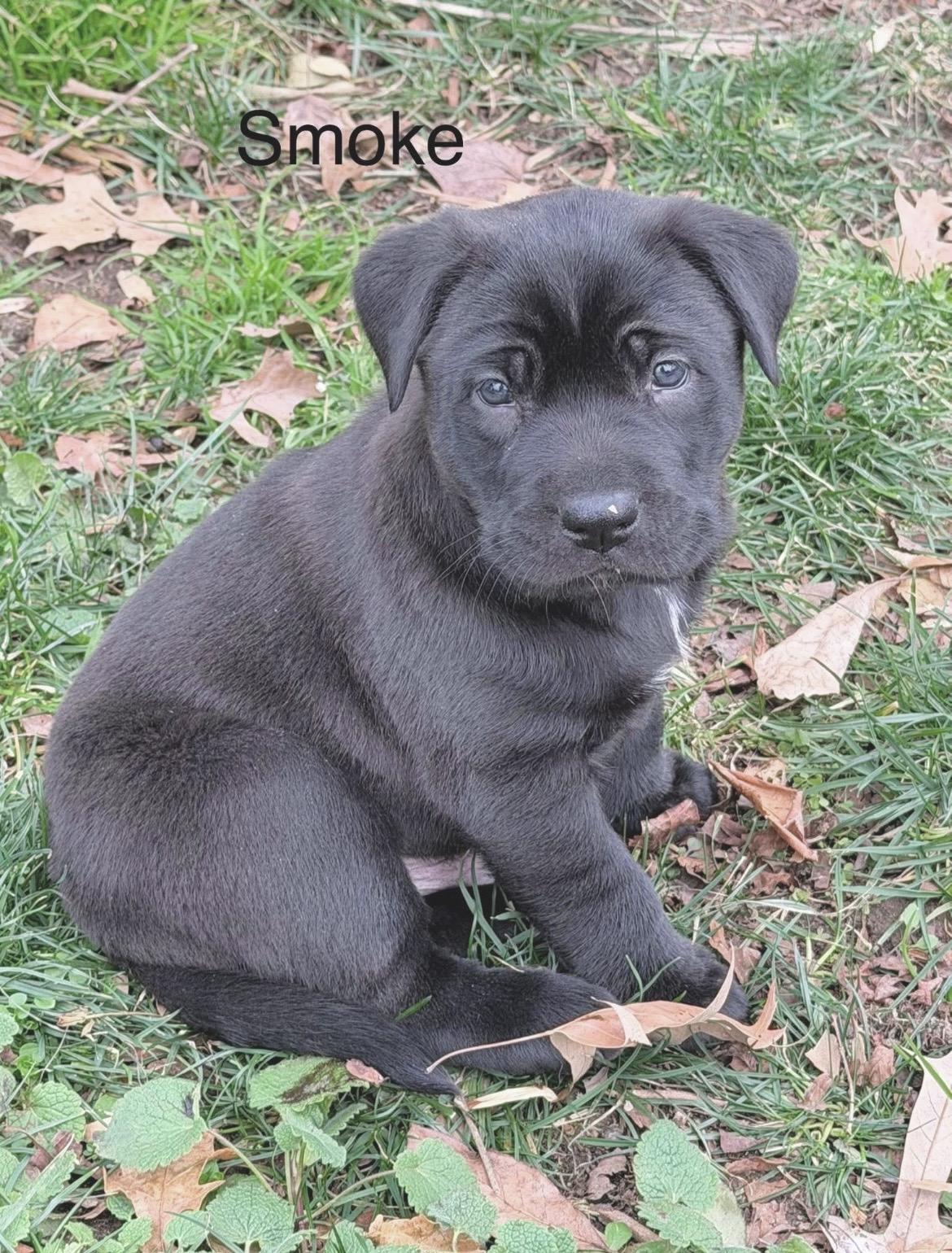 Enlarge Tony Stewart aka Smoke , a Adoptable mixed breed in Millington, MD image 3/6
