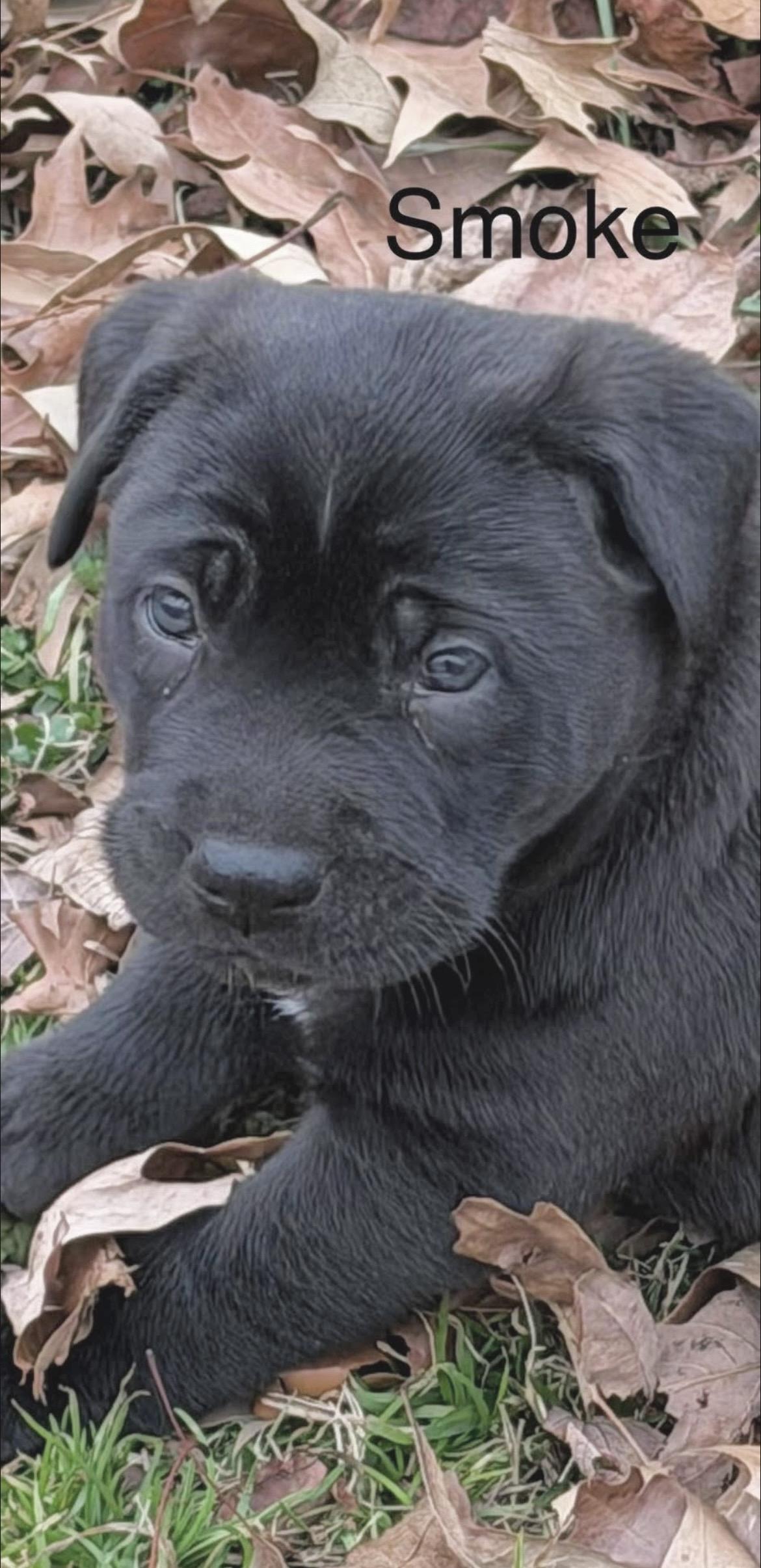 Enlarge Tony Stewart aka Smoke , a Adoptable mixed breed in Millington, MD image 6/6