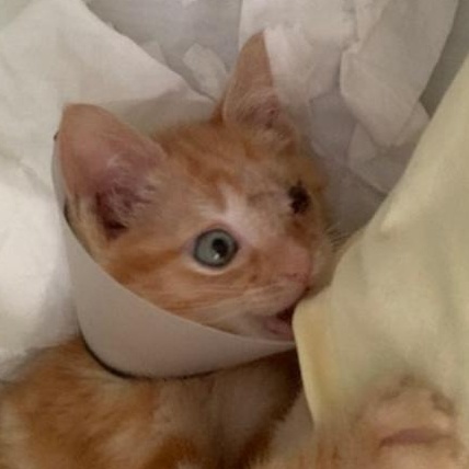 Julie, a Adopted American Shorthair in Carrollton, TX image 6/6