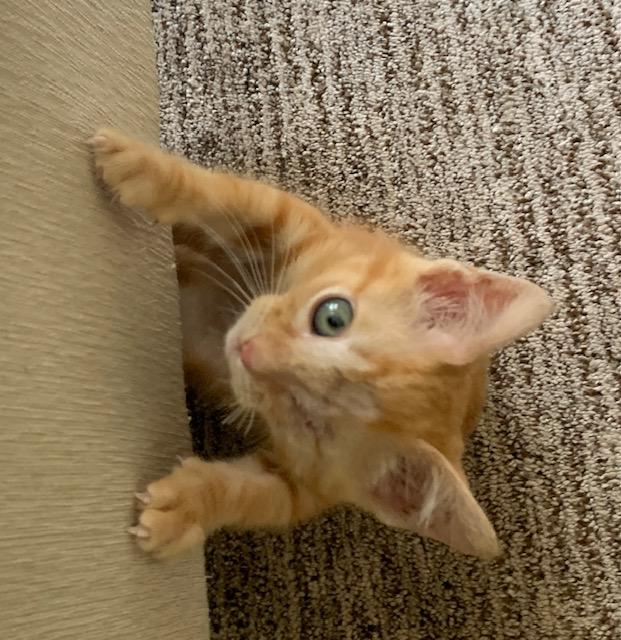 Julie, Adopted, Kitten Female American Shorthair.