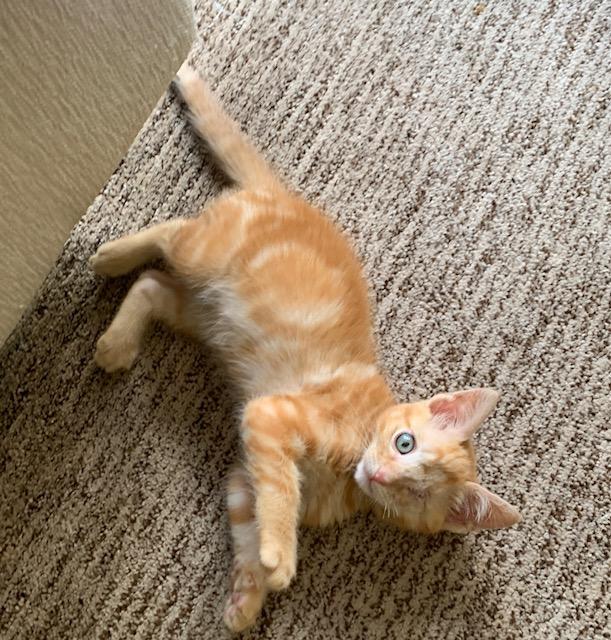 Julie, a Adopted American Shorthair in Carrollton, TX image 3/6