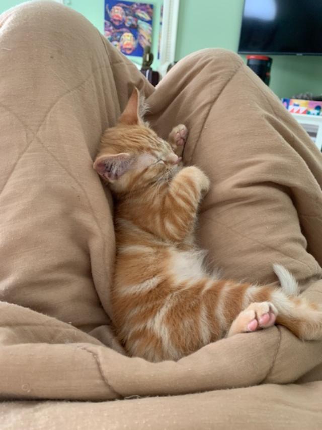 Julie, a Adopted American Shorthair in Carrollton, TX image 2/6