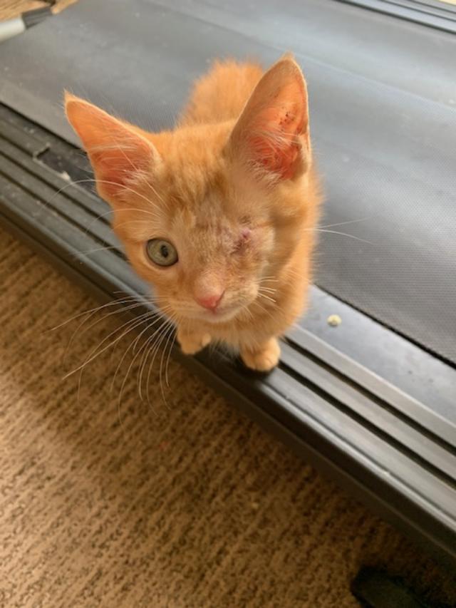 Julie, a Adopted American Shorthair in Carrollton, TX image 5/6