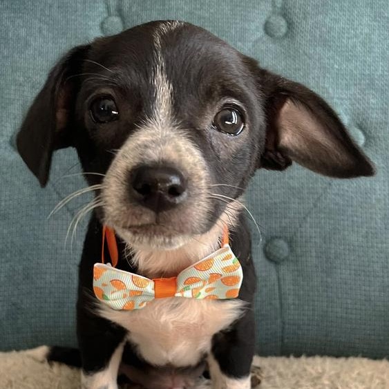 Percy