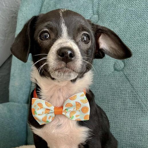 Percy