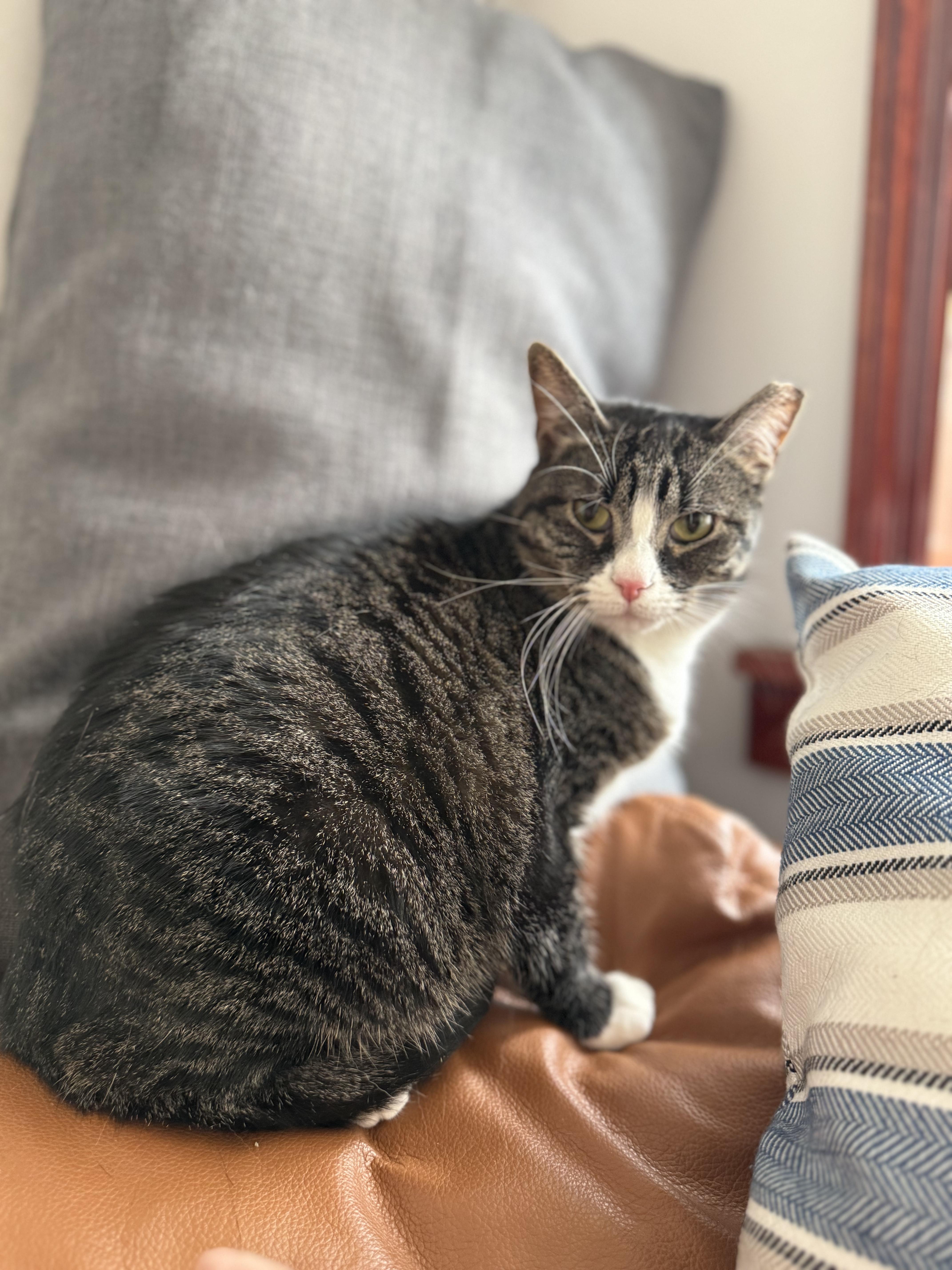 Enlarge Olive, a Adoptable Domestic Short Hair in Ridgewood, NY image 1/2