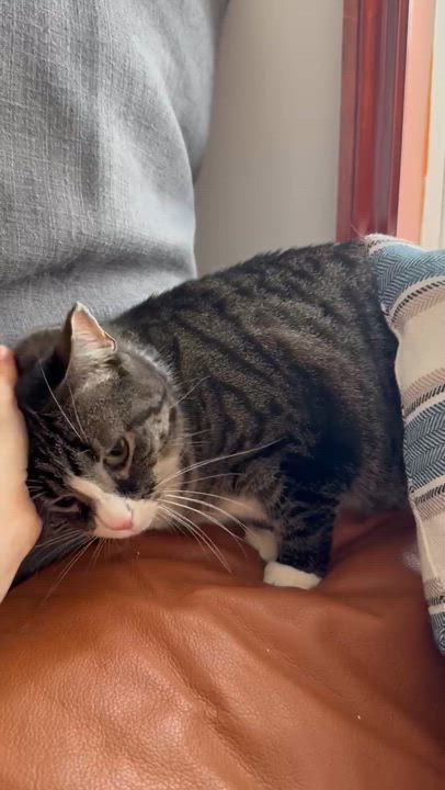 Enlarge Olive, a Adoptable Domestic Short Hair in Ridgewood, NY video 2/2